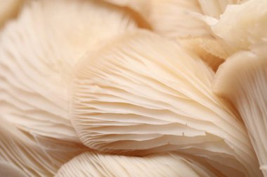 Arka plan olarak taze istiridye mantarları, makro görünüm