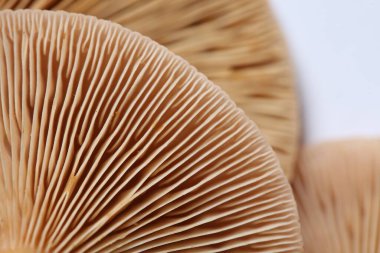 Beyaz arka planda çiğ orman mantarları, makro görünüm