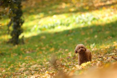 Sonbahar parkında sevimli Maltipoo köpeği, mesaj için yer