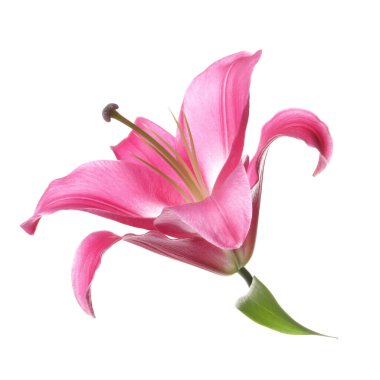 beyaz izole güzel pembe lily çiçek