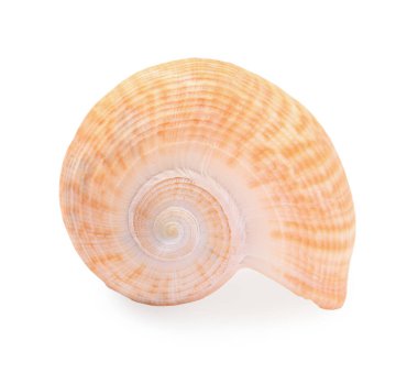 Güzel deniz kabuğu beyazda izole edilmiş. Plaj nesnesi