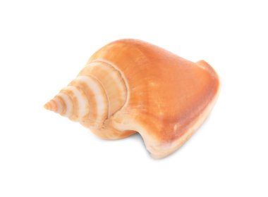 Güzel deniz kabuğu beyazda izole edilmiş. Plaj nesnesi