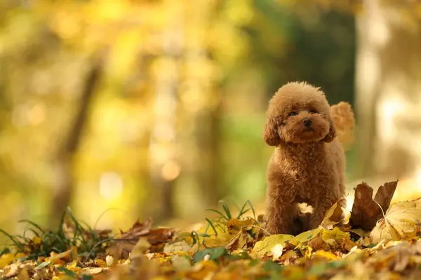 stock image Cute Maltipoo dog in autumn park, space for text