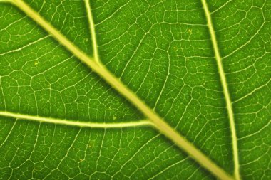 Arkaplan olarak yeşil yaprak dokusu, makro fotoğraf