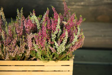 Beautiful heather flowers in crate near wooden wall, closeup clipart