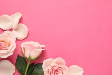 Pembe arka planda güzel güller ve yapraklar, üst manzara. Metin için boşluk