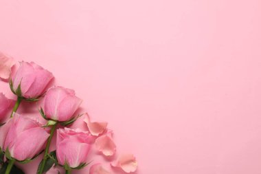 Pembe arka planda güzel güller, üst manzara. Metin için boşluk