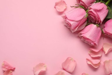 Pembe arka planda güzel güller ve yapraklar, düz yatış. Metin için boşluk