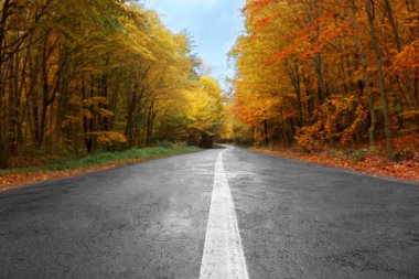 Sonbahar ormanlarından geçen asfalt yolun güzel manzarası.