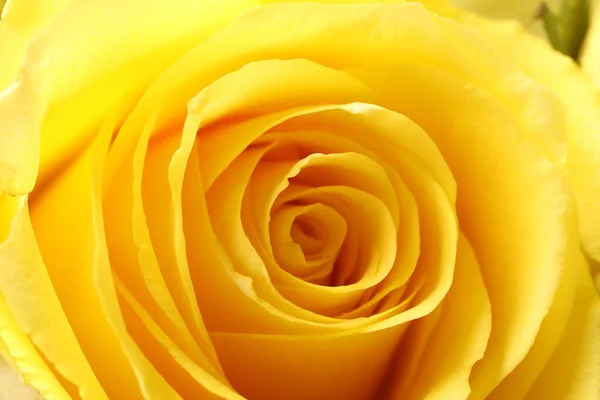 Gyönyörű Rózsa Sárga Szirmok Mint Háttér Makro Nézet — Stock Fotó