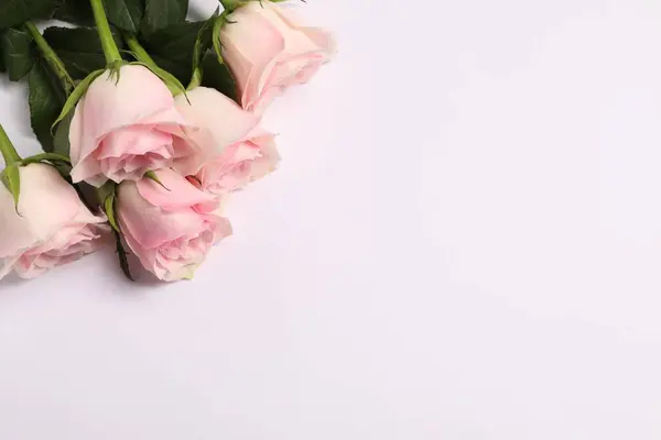 Όμορφα Τριαντάφυλλα Λευκό Φόντο Πάνω Από Την Άποψη Χώρος Για — Φωτογραφία Αρχείου
