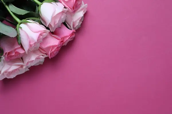 Lindas Rosas Fundo Rosa Vista Superior Espaço Para Texto — Fotografia de Stock