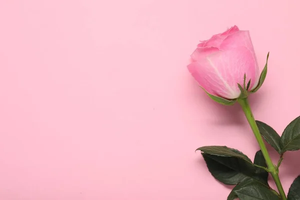 Όμορφο Τριαντάφυλλο Ροζ Φόντο Κορυφαία Θέα Χώρος Για Κείμενο — Φωτογραφία Αρχείου