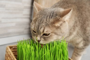 Yerde taze yeşil çimen yiyen sevimli kedi, yakın plan.