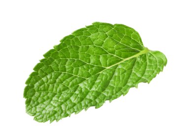 Taze yeşil nane yaprağı beyaza izole edilmiş.