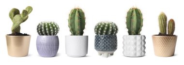 Beyaz tencerelerde yeşil kaktüsler, koleksiyon.