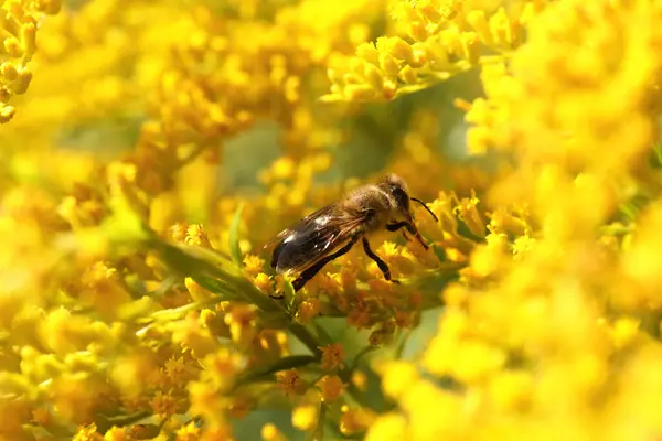 Včely Sbírající Nektar Žlutých Květin Venku Detailní Záběr — Stock fotografie