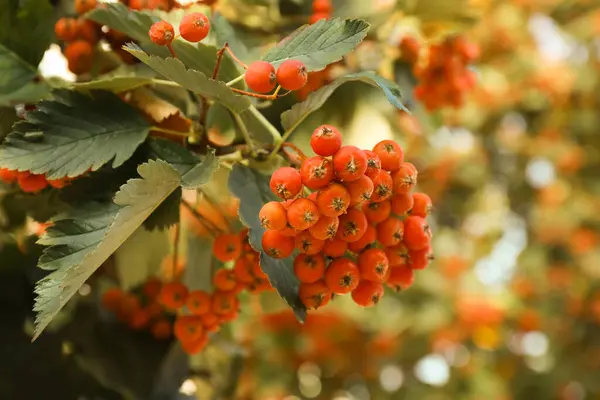 Rowan Tree Many Orange Berries Growing Outdoors Closeup — Stock Photo, Image