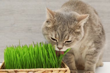 Beyaz yüzeyde taze yeşil çimenleri yalayan sevimli kedi.