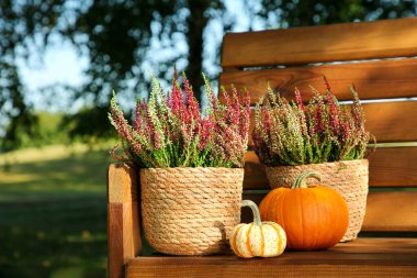 Saksılarda güzel çalılar, açık havada ahşap banklarda balkabağı çiçekleri, metin için yer