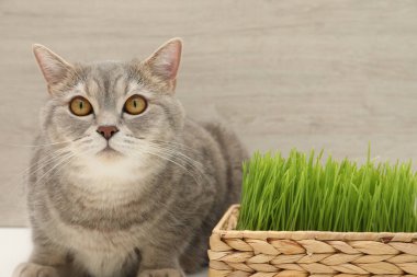 Ahşap duvarda taze yeşil çimlerin yanında sevimli bir kedi.