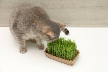 Beyaz yüzeyde taze yeşil çimlerin yanında sevimli bir kedi.