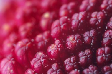 Arka plan olarak güzel kasımpatı çiçeği diski, makro görünüm