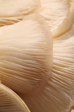 Arka plan olarak taze istiridye mantarlarının makro görüntüsü