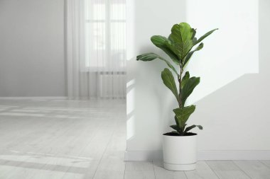 Fiddle Fig veya Ficus Lyrata bitkisi. Evde yeşil yapraklar var. Metin için boşluk