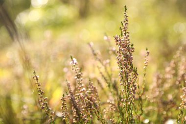 Güneşli bir günde güzel çayır bitkileri, yakın çekim