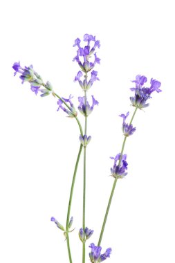 Güzel açan lavanta çiçekleri, beyazın üzerinde izole.