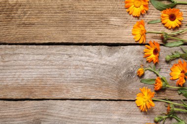 Tahta masadaki güzel taze takvim çiçekleri, düz yatıyordu. Metin için boşluk