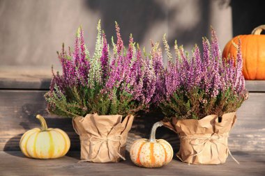 Beautiful heather flowers in pots and pumpkins on wooden surface outdoors clipart