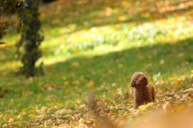 Sonbahar parkında sevimli Maltipoo köpeği, mesaj için yer