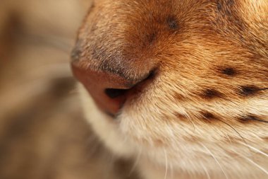 Şirin bir kedi, ağızlık makro fotoğrafı. Sevimli hayvan