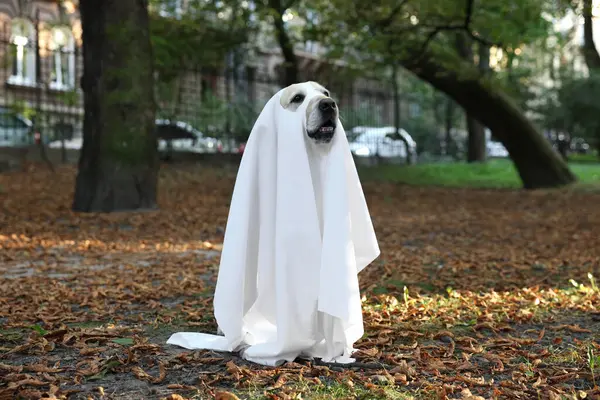 Cute Labrador Retriever Cão Vestindo Traje Fantasma Parque Outono Halloween — Fotografia de Stock