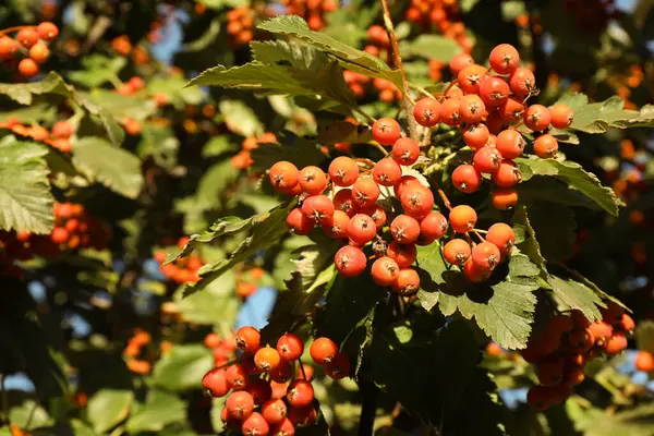 Rowan Tree Many Berries Growing Outdoors — Stock Photo, Image