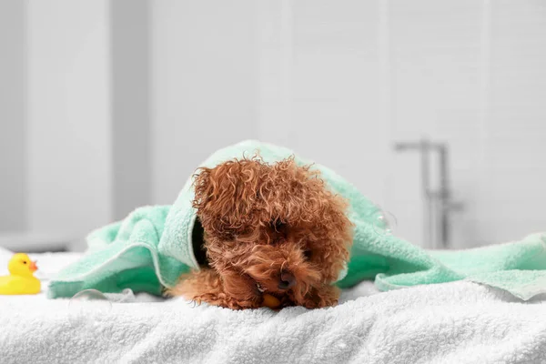 Cute Maltipoo dog wrapped in towel indoors. Lovely pet