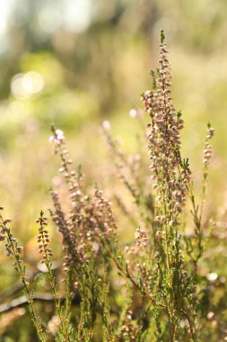 Güneşli bir günde güzel çayır bitkileri, yakın çekim