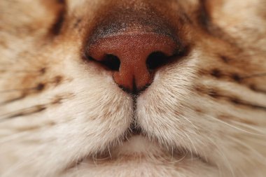 Şirin bir kedi, ağızlık makro fotoğrafı. Sevimli hayvan