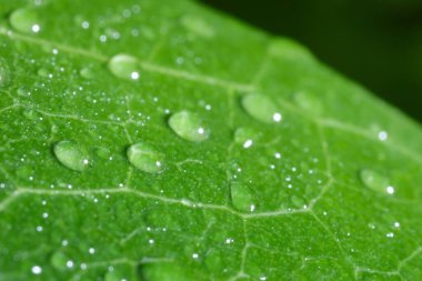 Bulanık yeşil arkaplanda su damlaları olan yaprağın makro fotoğrafı