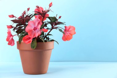 Açık mavi arkaplanda, terracotta saksısı olan hastalar. Metin için boşluk