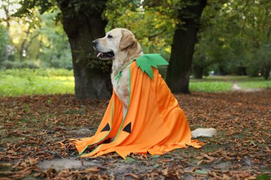 Cute Labrador Retriever dog wearing Halloween costume sitting in autumn park clipart