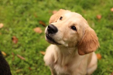 Tatlı Labrador Retriever köpeği park yerinde, yakın plan.