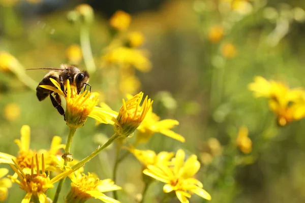 Včely Sbírající Nektar Žlutých Květin Venku Detailní Záběr Mezera Pro — Stock fotografie