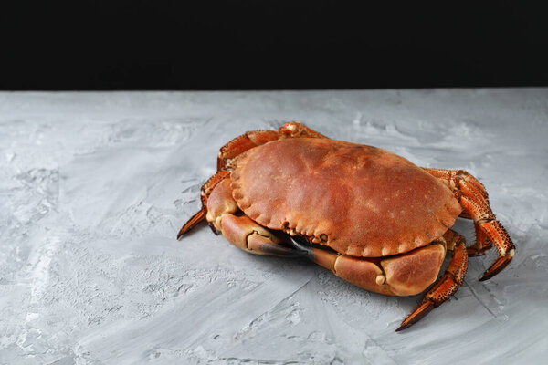 Delicious boiled crab on grey textured table, space for text