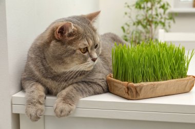 Beyaz masadaki taze yeşil çimlerin yanında sevimli bir kedi.