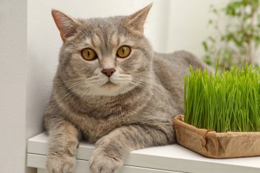 Beyaz masadaki taze yeşil çimlerin yanında sevimli bir kedi.