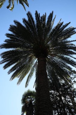 Mavi gökyüzüne karşı güzel palmiye ağaçları, alçak açı manzarası