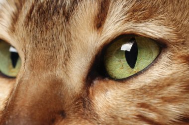 Güzel gözlü bir kedinin makro fotoğrafı. Sevimli hayvan.